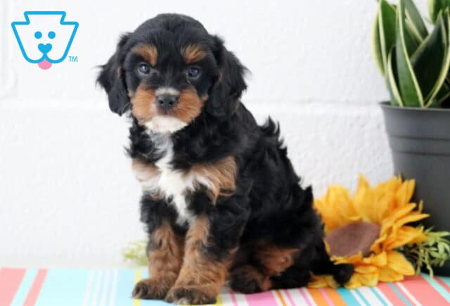 Mika Cavapoo2 image