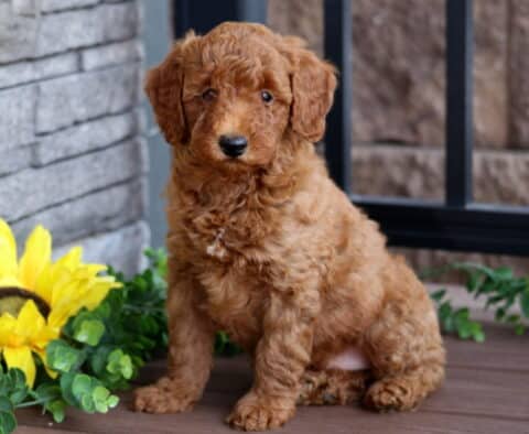 Sitting red Mini Poodle puppy with a curly coat and alert expression on a wooden deck, next to a bright sunflower and leafy greenery.