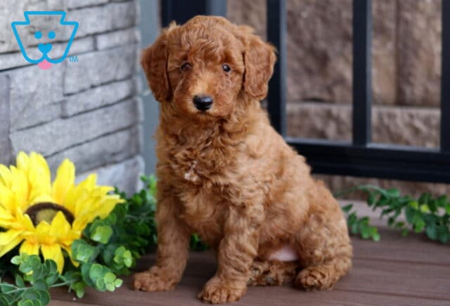 Sitting red Mini Poodle puppy with a curly coat and alert expression on a wooden deck, next to a bright sunflower and leafy greenery. image