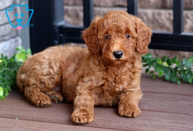 Cute red Mini Poodle puppy with a soft, curly coat lounging on a wooden deck, surrounded by green foliage and a yellow sunflower. image