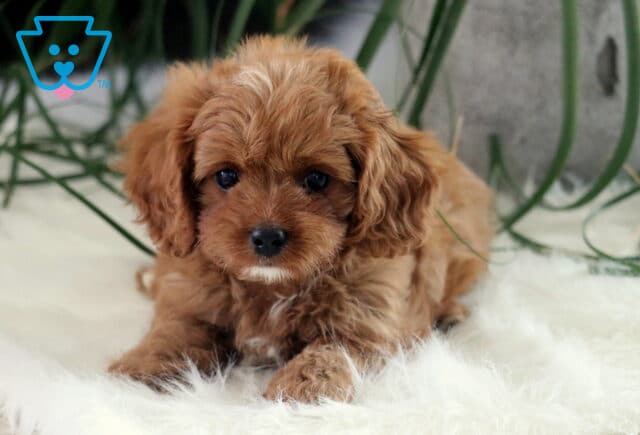 Sweet red Cavapoo puppy with a small white patch on the chest lying on a white fluffy rug, surrounded by long green plant leaves. image