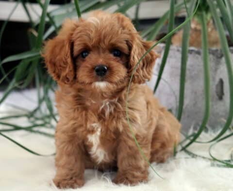 Cute red Cavapoo puppy with a white chest sitting on a white fluffy rug, surrounded by tall green plant leaves and a gray planter in the background.