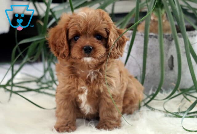 Cute red Cavapoo puppy with a white chest sitting on a white fluffy rug, surrounded by tall green plant leaves and a gray planter in the background. image
