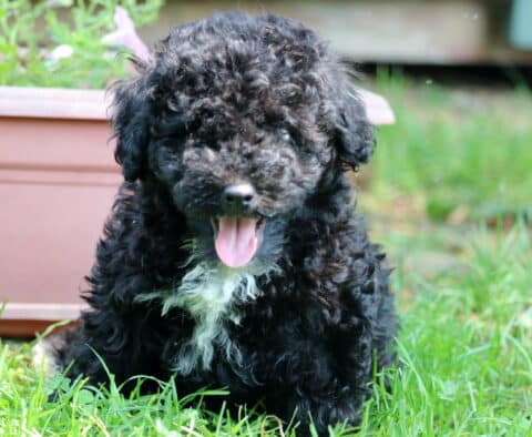 Mike Mini Poodle