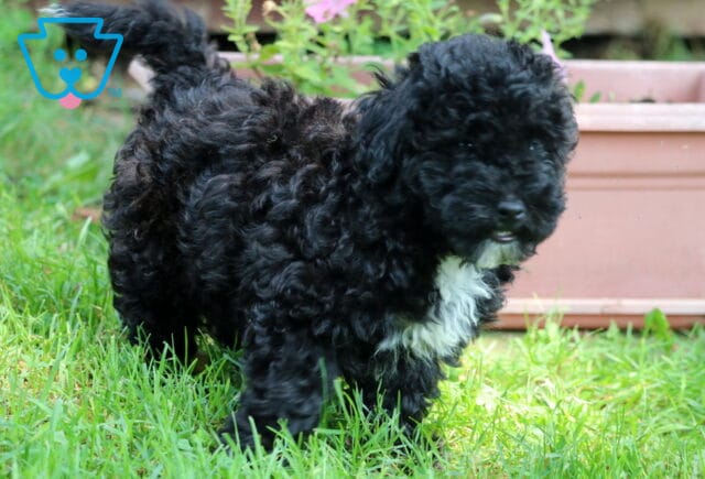 Fluffy black mini Poodle puppy with a white chest patch walks through green grass near a pink flower planter, looking curious and playful. image