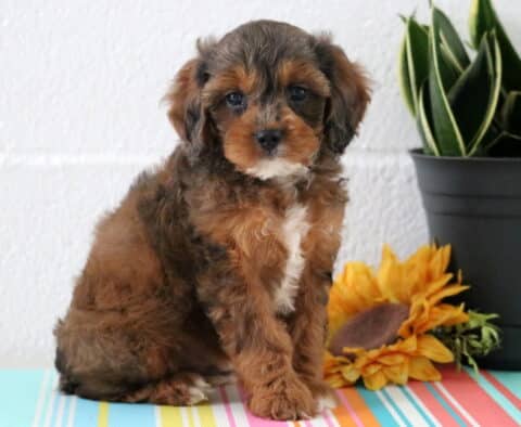 Miles Cavapoo