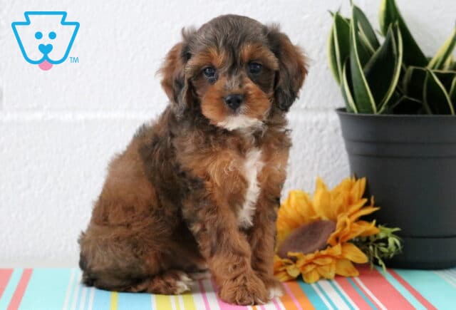 Miles Cavapoo image