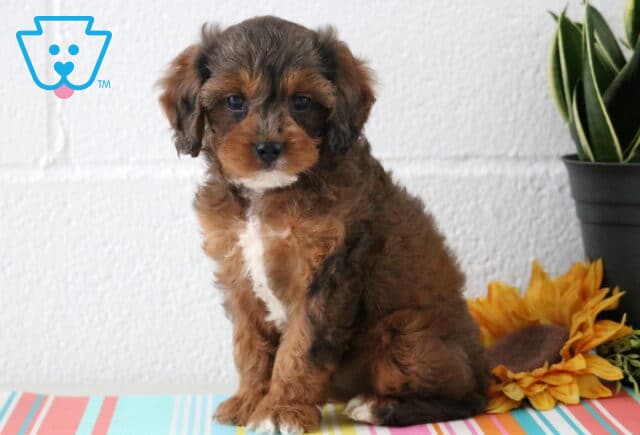 Miles Cavapoo2 image