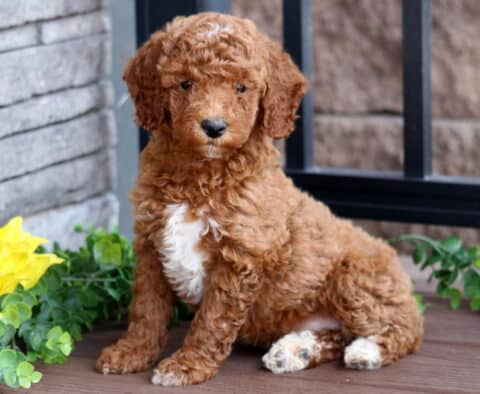 Red Mini Poodle puppy with a white chest patch and curly coat sitting on a wooden deck beside a sunflower and green plants, looking calmly at the camera.