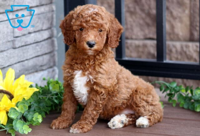 Red Mini Poodle puppy with a white chest patch and curly coat sitting on a wooden deck beside a sunflower and green plants, looking calmly at the camera. image