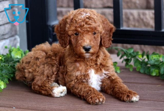 Red Mini Poodle puppy with a curly coat and white chest patch lying on a wooden deck, framed by green vines and a sunflower in the corner. image
