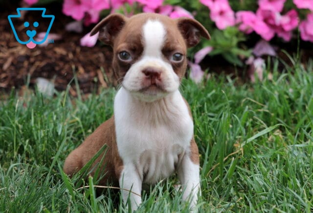 Milly Boston image