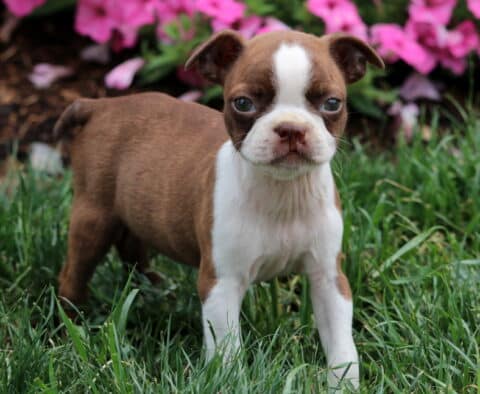 Milly Boston2