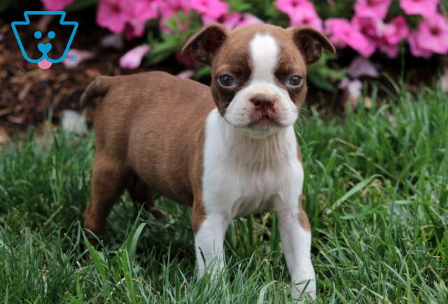 Milly Boston2 image