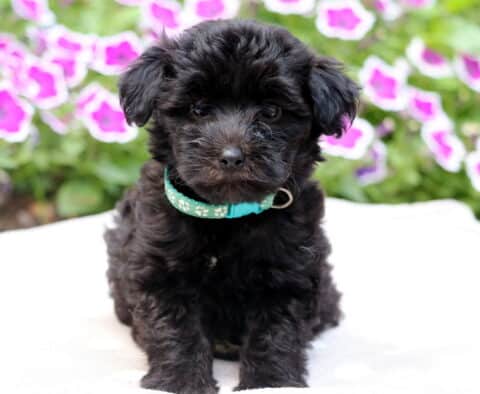 Fluffy black Maltipoo puppy with curly fur and a teal collar sitting on a white blanket in front of vibrant pink and purple flowers.