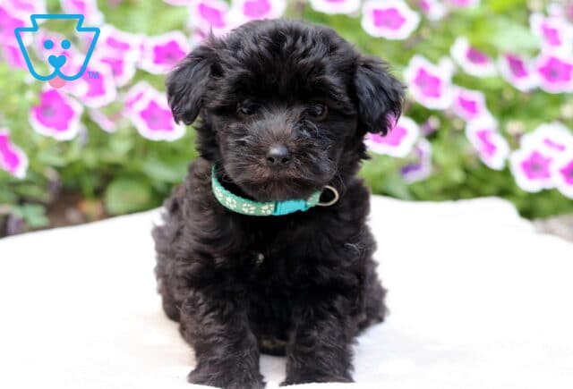 Fluffy black Maltipoo puppy with curly fur and a teal collar sitting on a white blanket in front of vibrant pink and purple flowers. image