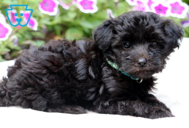 Adorable black Maltipoo puppy with soft curls lying down on a white blanket, wearing a green collar with white paw prints, and bright pink flowers blurred in the background. image