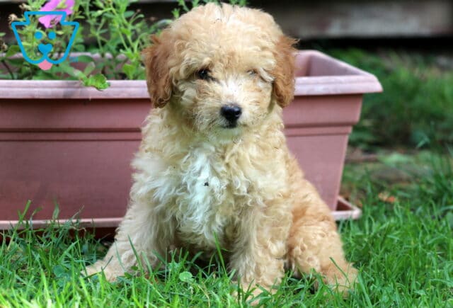 Missy Mini Poodle image