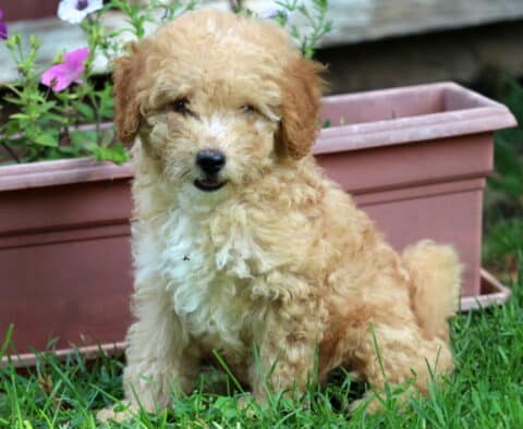 Missy Mini Poodle2