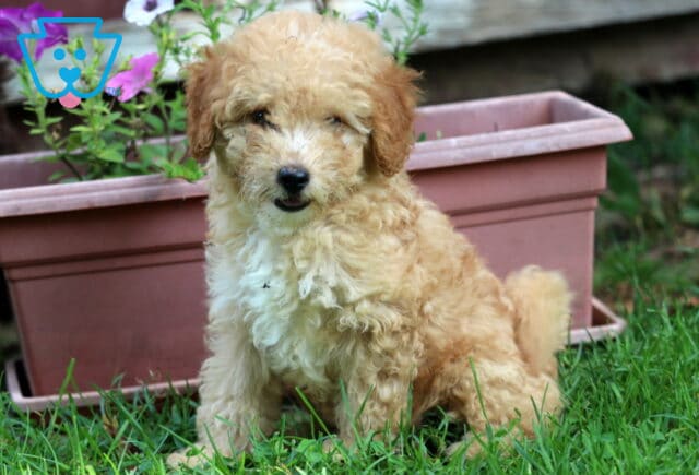 Missy Mini Poodle2 image