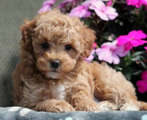Mitzie Bichpoo