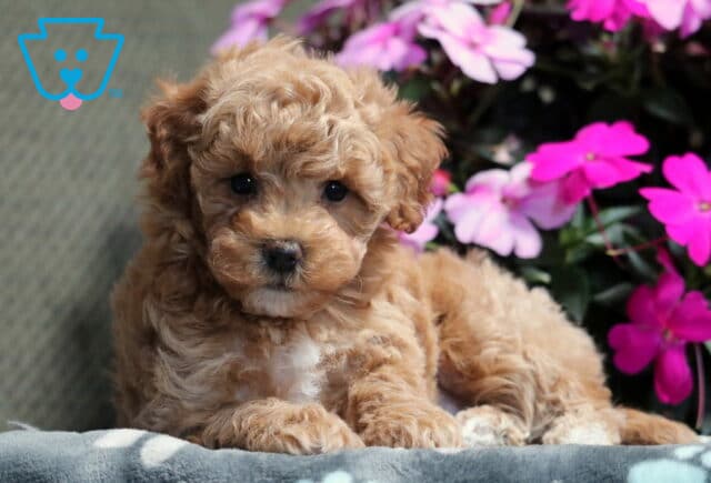 Mitzie Bichpoo image