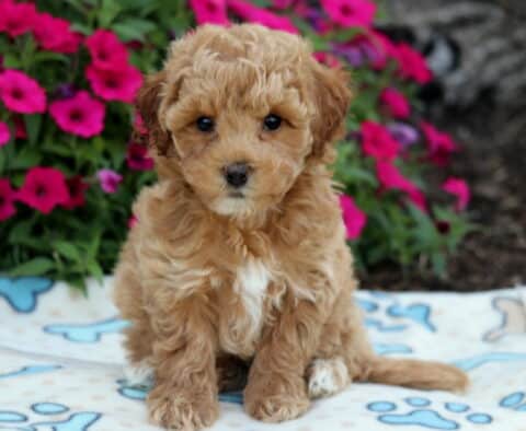 Adorable tan Bichpoo puppy with a white chest patch sitting on a bone-print blanket, framed by vibrant pink flowers in the background.