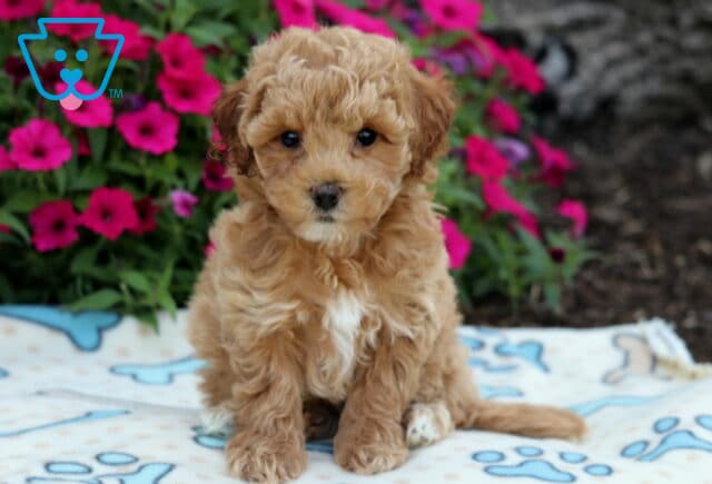 Adorable tan Bichpoo puppy with a white chest patch sitting on a bone-print blanket, framed by vibrant pink flowers in the background. image