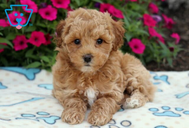 Sweet Bichpoo puppy with curly apricot fur and a white patch on its chest lying on a bone-patterned blanket, with bright pink flowers in the background. image