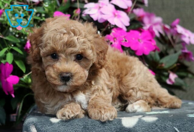 Mitzie Bichpoo2 image