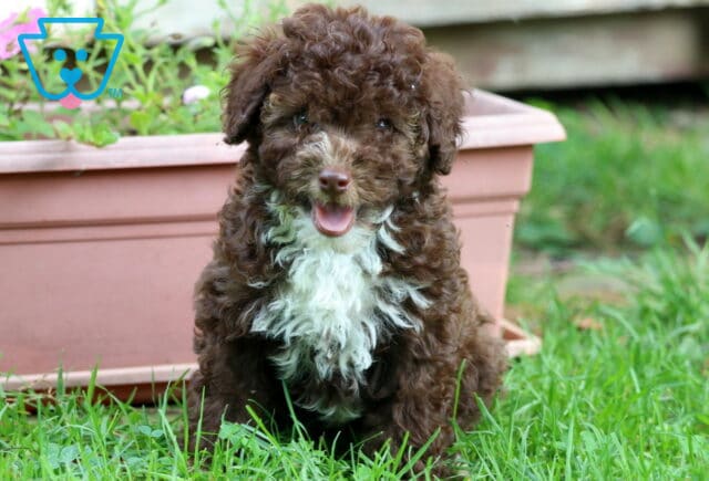Mocha Mini Poodle image