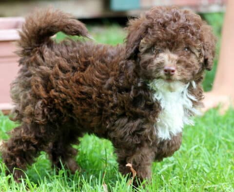 Mocha Mini Poodle2