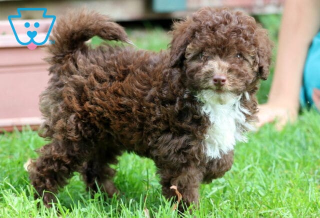 Mocha Mini Poodle2 image