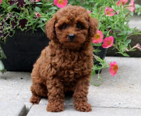 Molly Toy Poodle