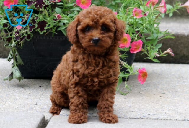 Tiny red toy poodle puppy with soft, curly fur sitting on a concrete step in front of a planter filled with vibrant pink and purple flowers. image