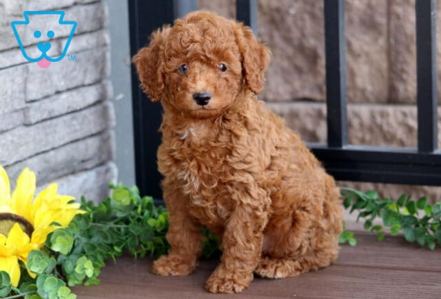 Adorable red Mini Poodle puppy with a soft, curly coat sitting upright on a wooden deck beside a bright yellow sunflower and green leaves. image