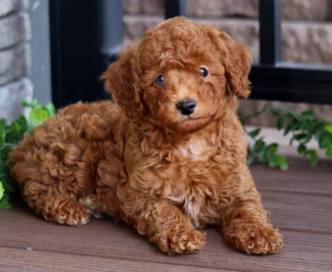 Curly red Mini Poodle puppy lying down on a wooden deck, surrounded by green leaves and a yellow sunflower, looking up with soft brown eyes.