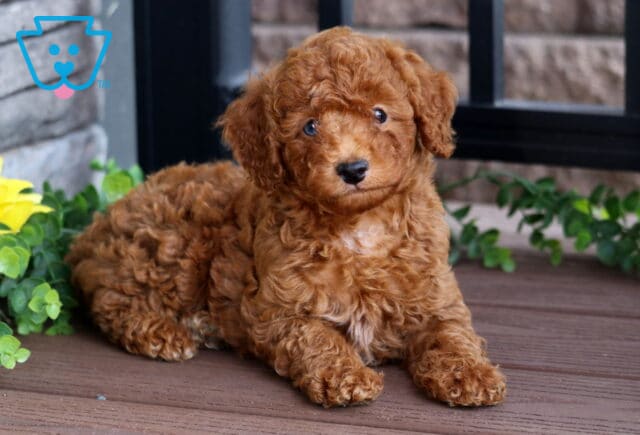 Curly red Mini Poodle puppy lying down on a wooden deck, surrounded by green leaves and a yellow sunflower, looking up with soft brown eyes. image
