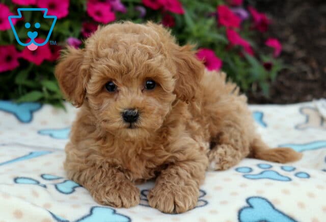 Adorable apricot Bichpoo puppy with soft curly fur lying on a cream blanket decorated with blue dog bones, with pink flowers in the background. image