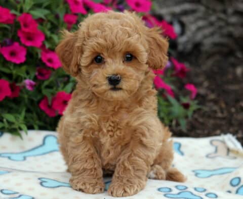 Sweet apricot Bichpoo puppy with a fluffy curly coat sitting on a cream blanket with blue bone prints, posing in front of bright pink flowers.