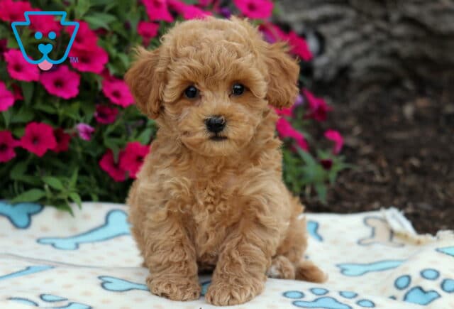 Sweet apricot Bichpoo puppy with a fluffy curly coat sitting on a cream blanket with blue bone prints, posing in front of bright pink flowers. image