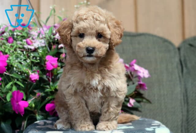 Muffin Bichpoo image