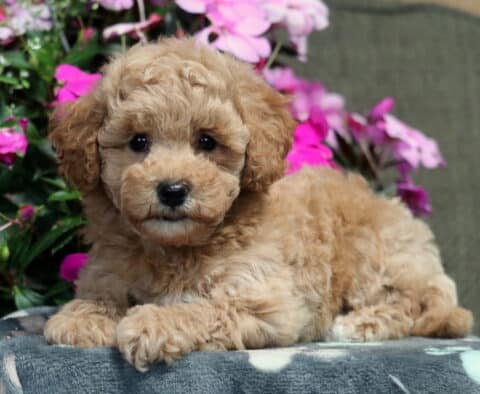 Muffin Bichpoo2