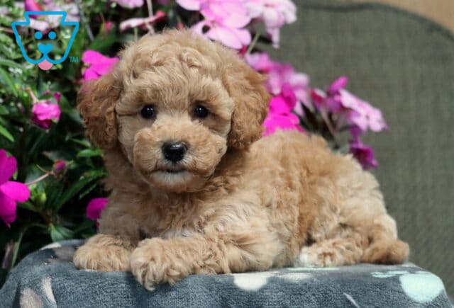Muffin Bichpoo2 image