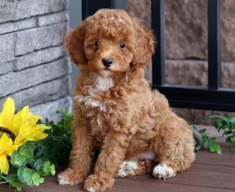 Sweet red Mini Poodle puppy with a curly coat and small white patch on its chest sitting on a wooden deck next to a sunflower and greenery.
