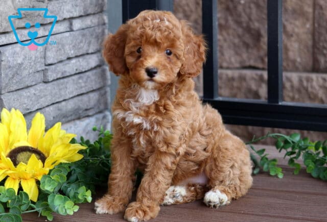 Sweet red Mini Poodle puppy with a curly coat and small white patch on its chest sitting on a wooden deck next to a sunflower and greenery. image