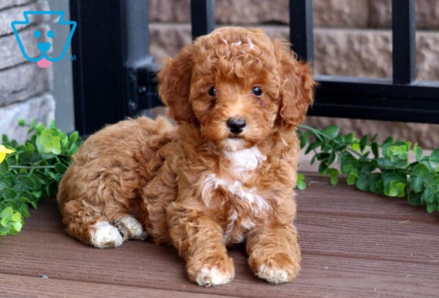 Curly red Mini Poodle puppy with white markings on its chest and paws lying on a wooden deck, surrounded by green vines and a yellow sunflower. image