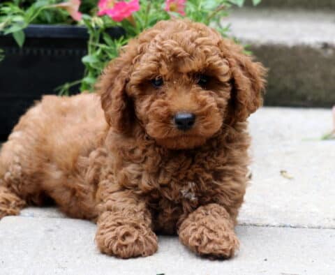 Muffin Toy Poodle