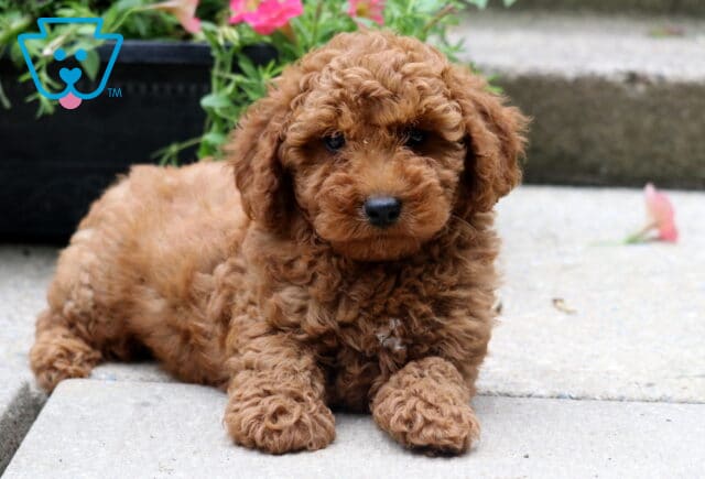 Adorable red toy poodle puppy lying on a concrete step, looking directly at the camera with dark expressive eyes and surrounded by pink flowers in the background. image