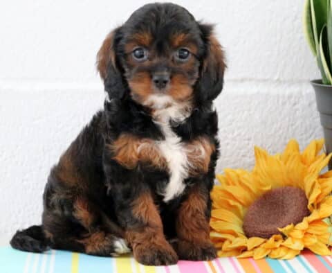 Mylie Cavapoo
